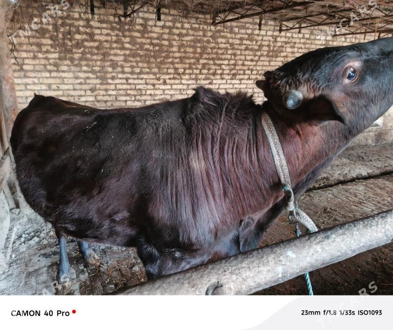 Okuzler - Туркменабат - img 1