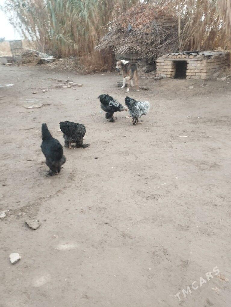 Broma - Çärjew - img 1