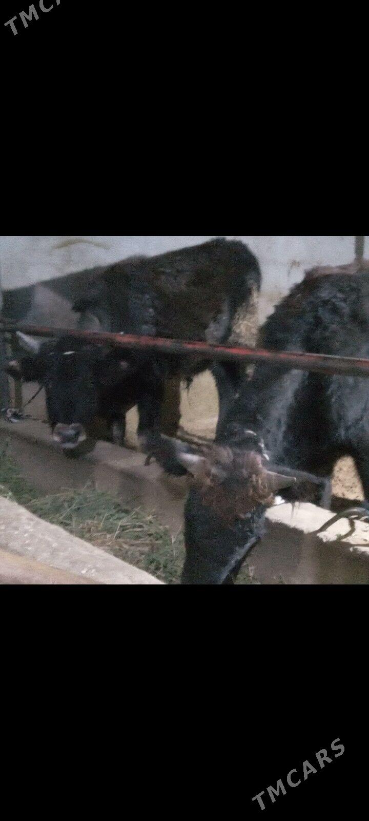 uly 2.okiz - Бузмеин - img 1