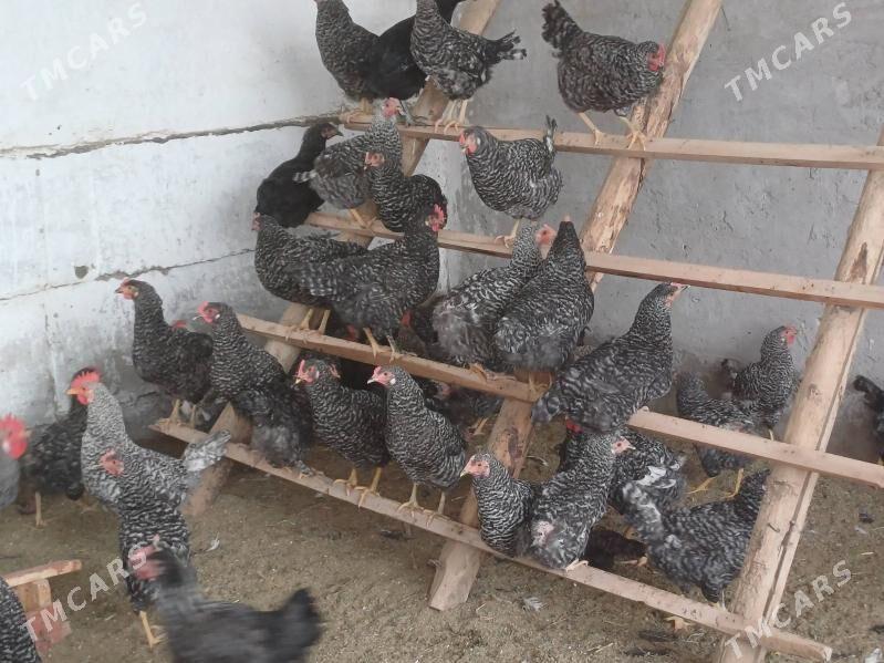 Dominat Towuk ýumurta - Halaç - img 1