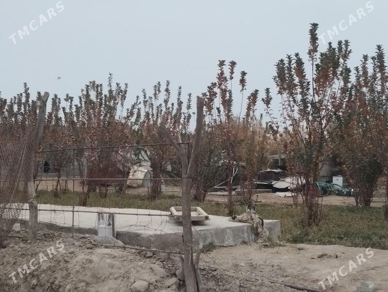 Daca - Анев - img 1