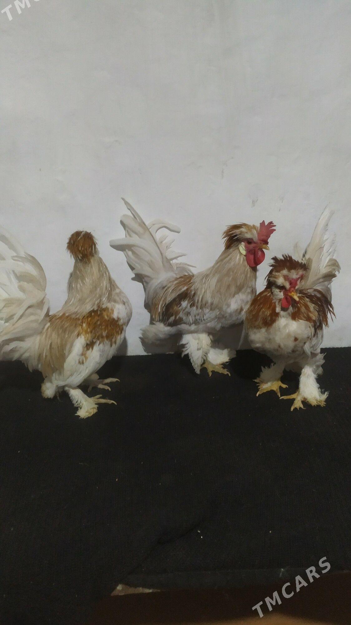 karlik - Mary - img 1