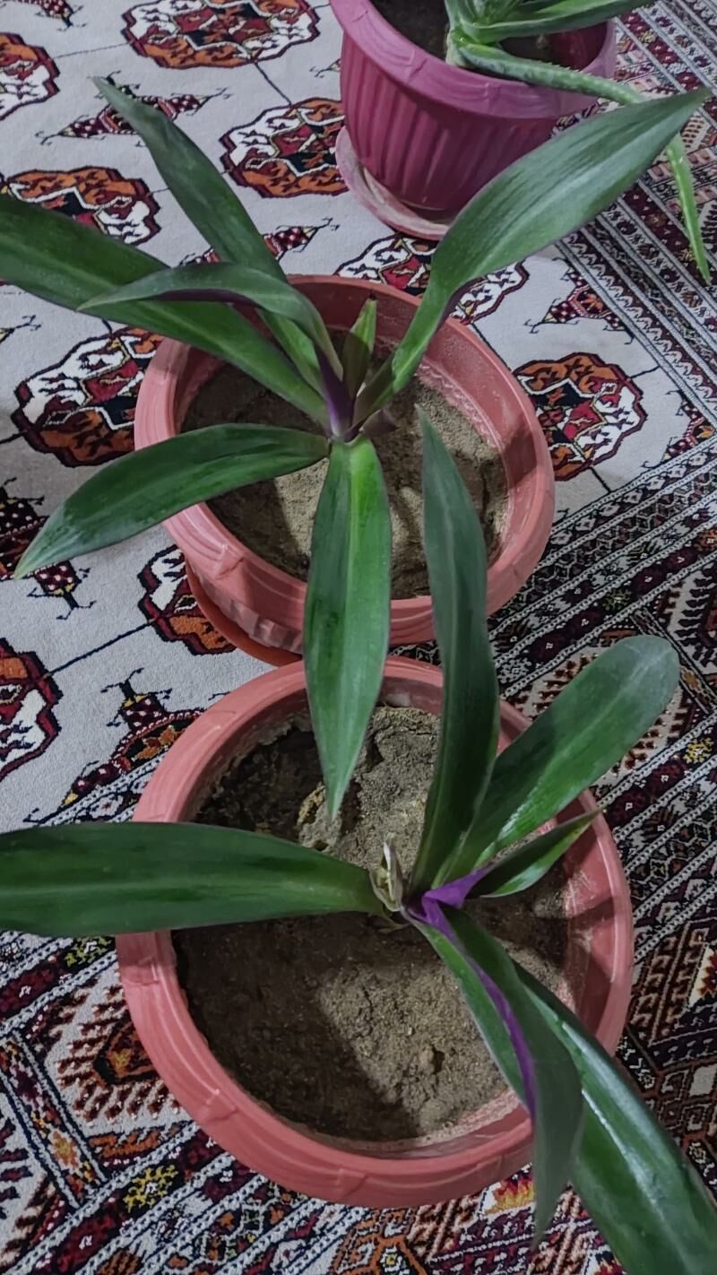 otag gulleri - Балканабат - img 1