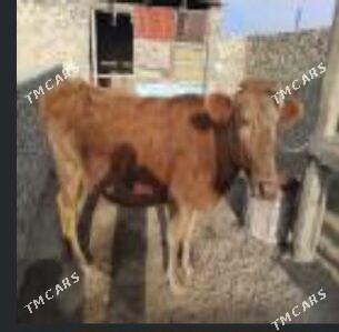 sygyr gacar ogsuk - Берекет - img 1