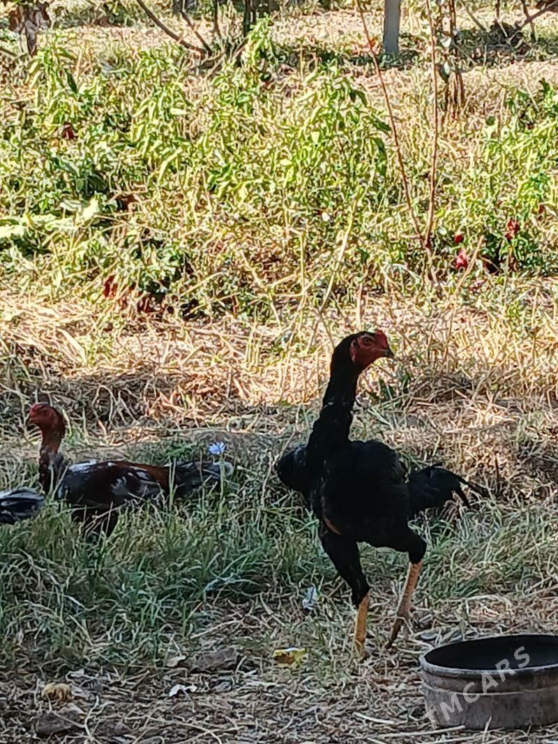 Horaz - Saýat - img 1