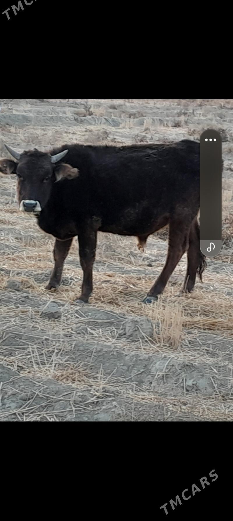 öküz - Гызыларбат - img 1