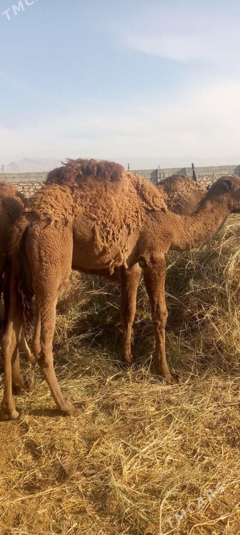 torym - Balkanabat - img 1