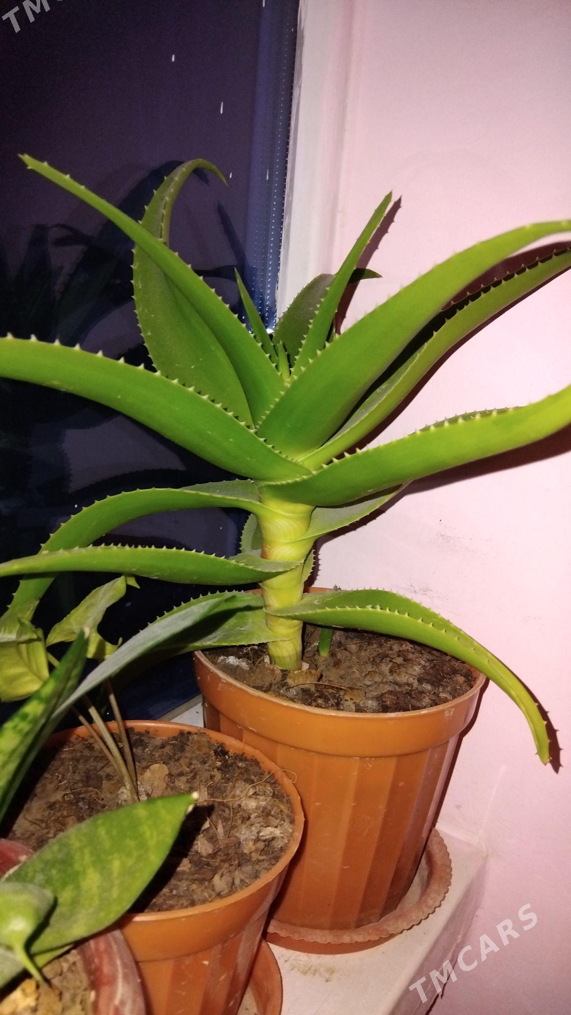 Алоэ. - Мир 2 - img 1