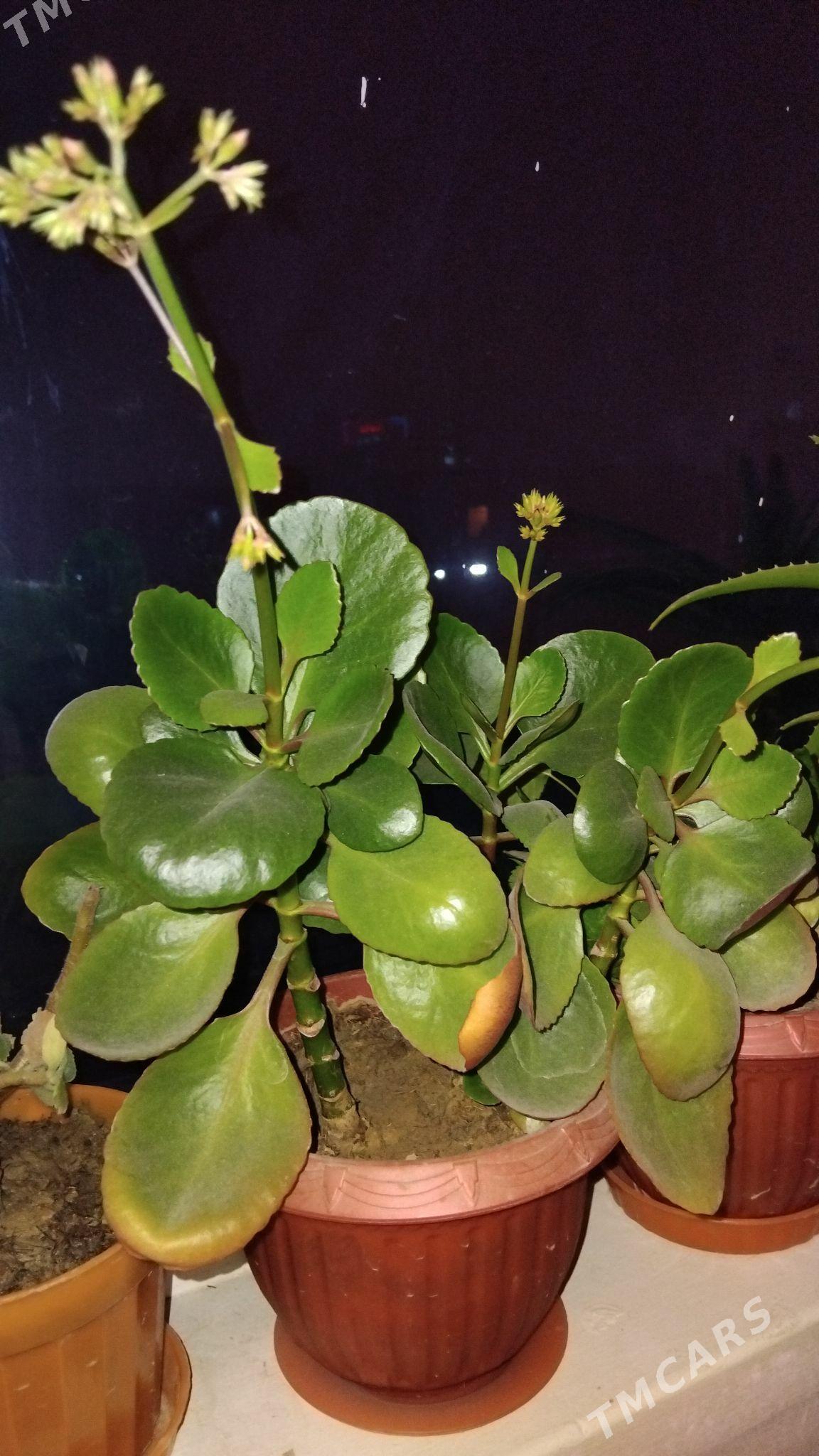 Колонхолий. - Мир 2 - img 1