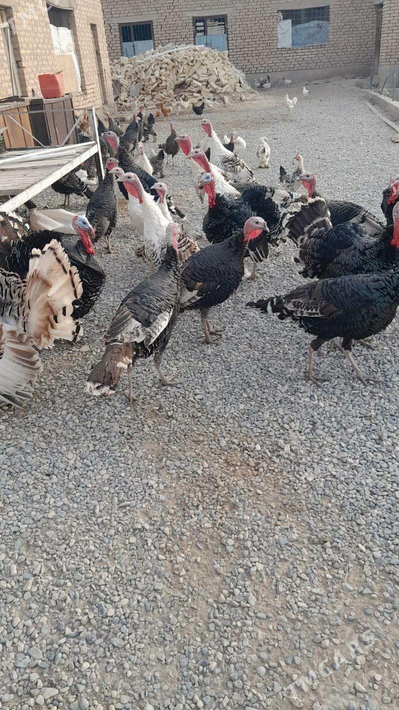 Induk - Kaka - img 1