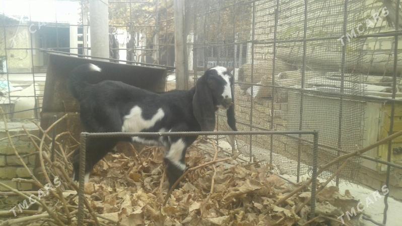 Пакистан овлак - Керки - img 1