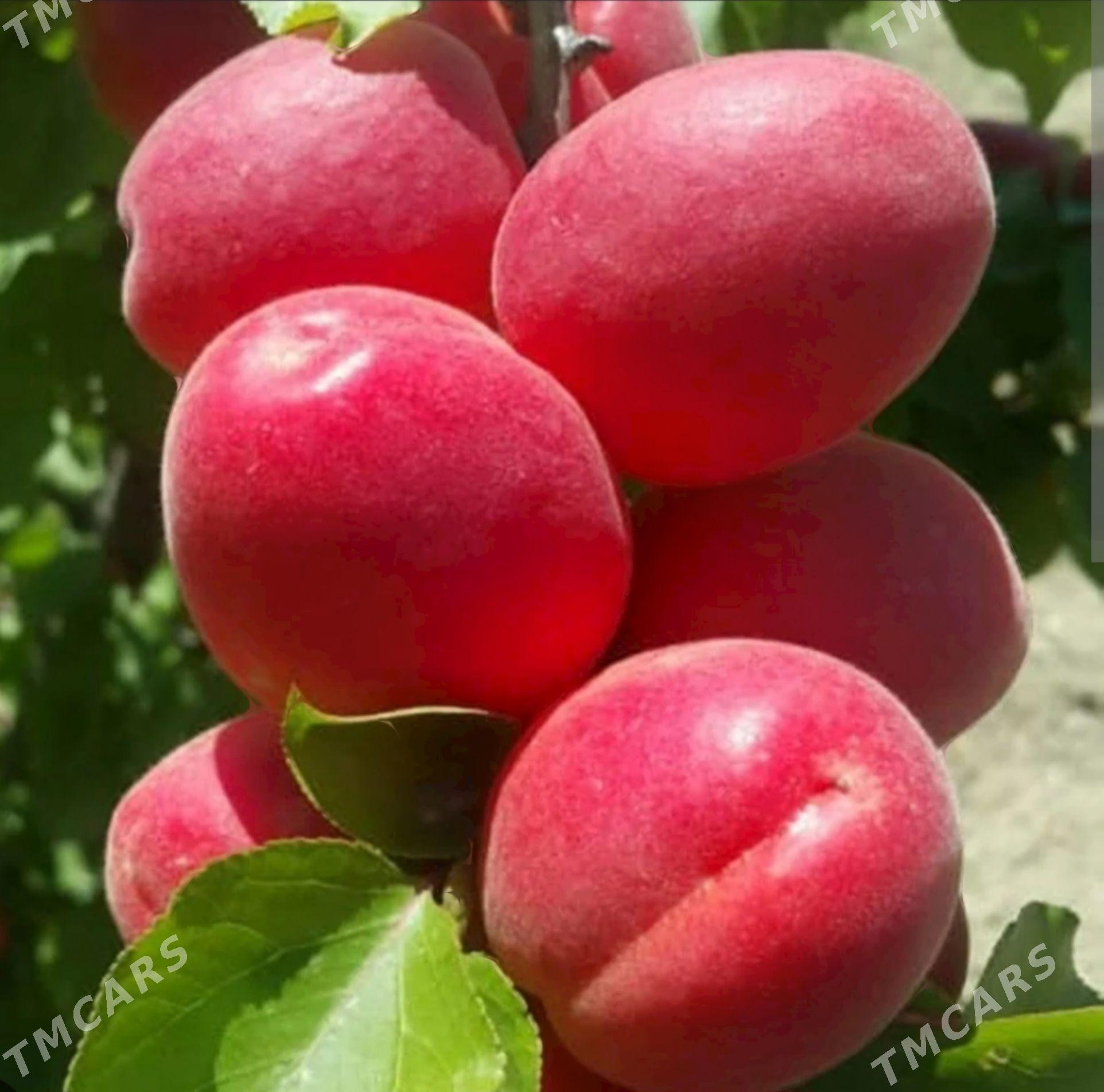 ERIK KAYSI MIKADO TURK NAHAL - Анев - img 1