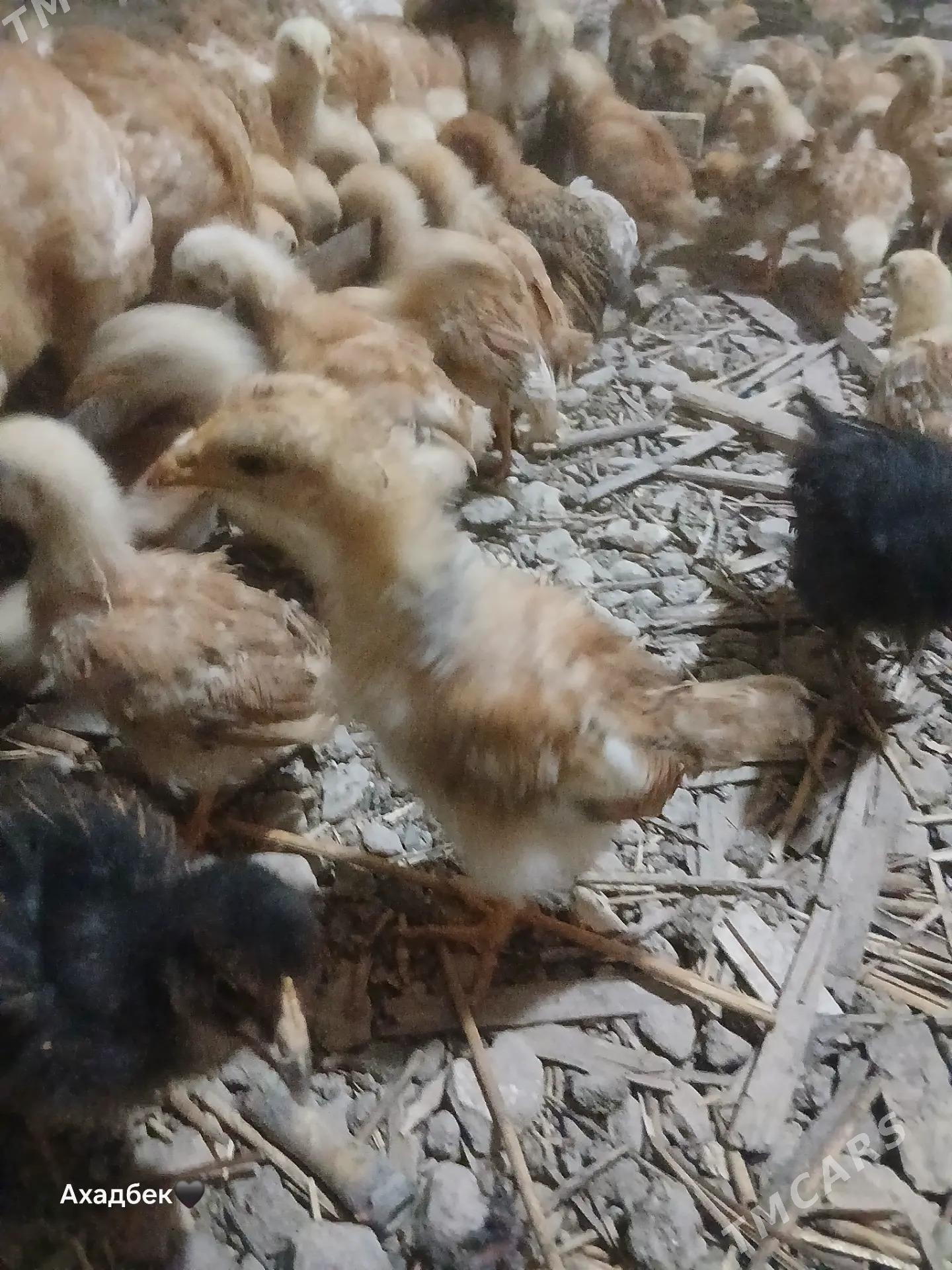 juÿje - Дашогуз - img 1