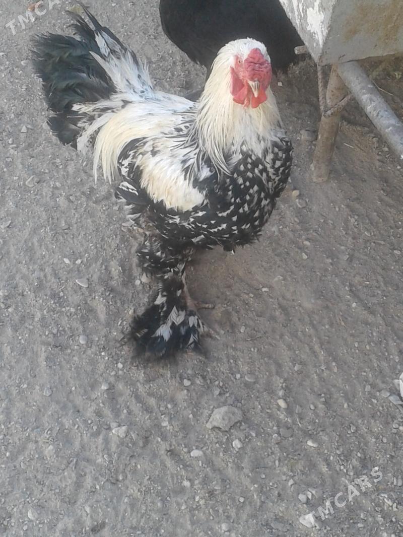 Horaz - Balkanabat - img 1