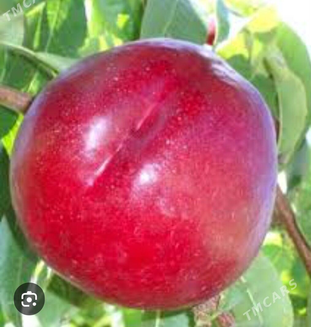 NEKDARIN TURK NAHAL - Анев - img 1