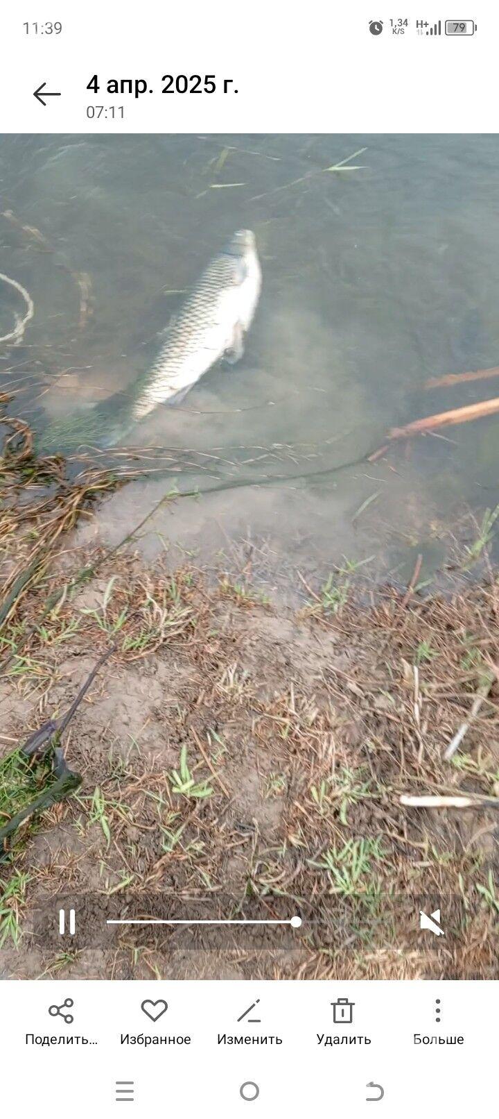 balyk tor turestenka - Mary - img 1