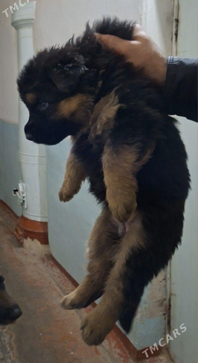 nemes awcarka - Байрамали - img 1