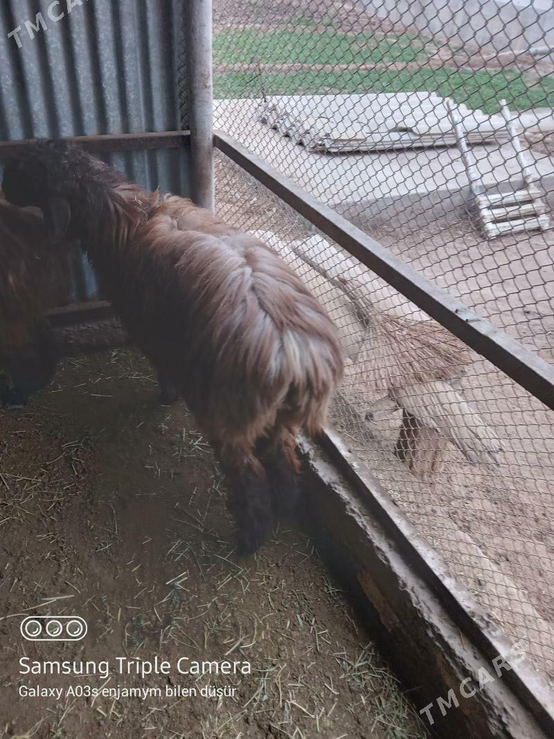 goyun - Мары - img 1