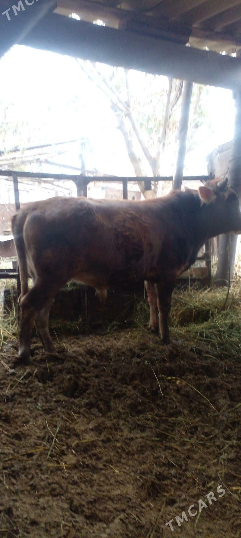 окиз - Гёкдепе - img 1