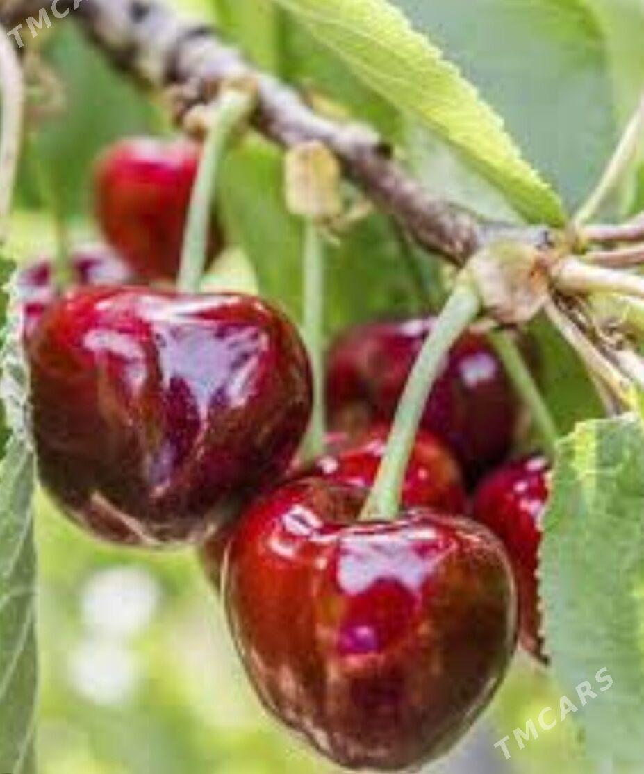 CERESNIYA KIRAZ TURK NAHAL - Анев - img 1