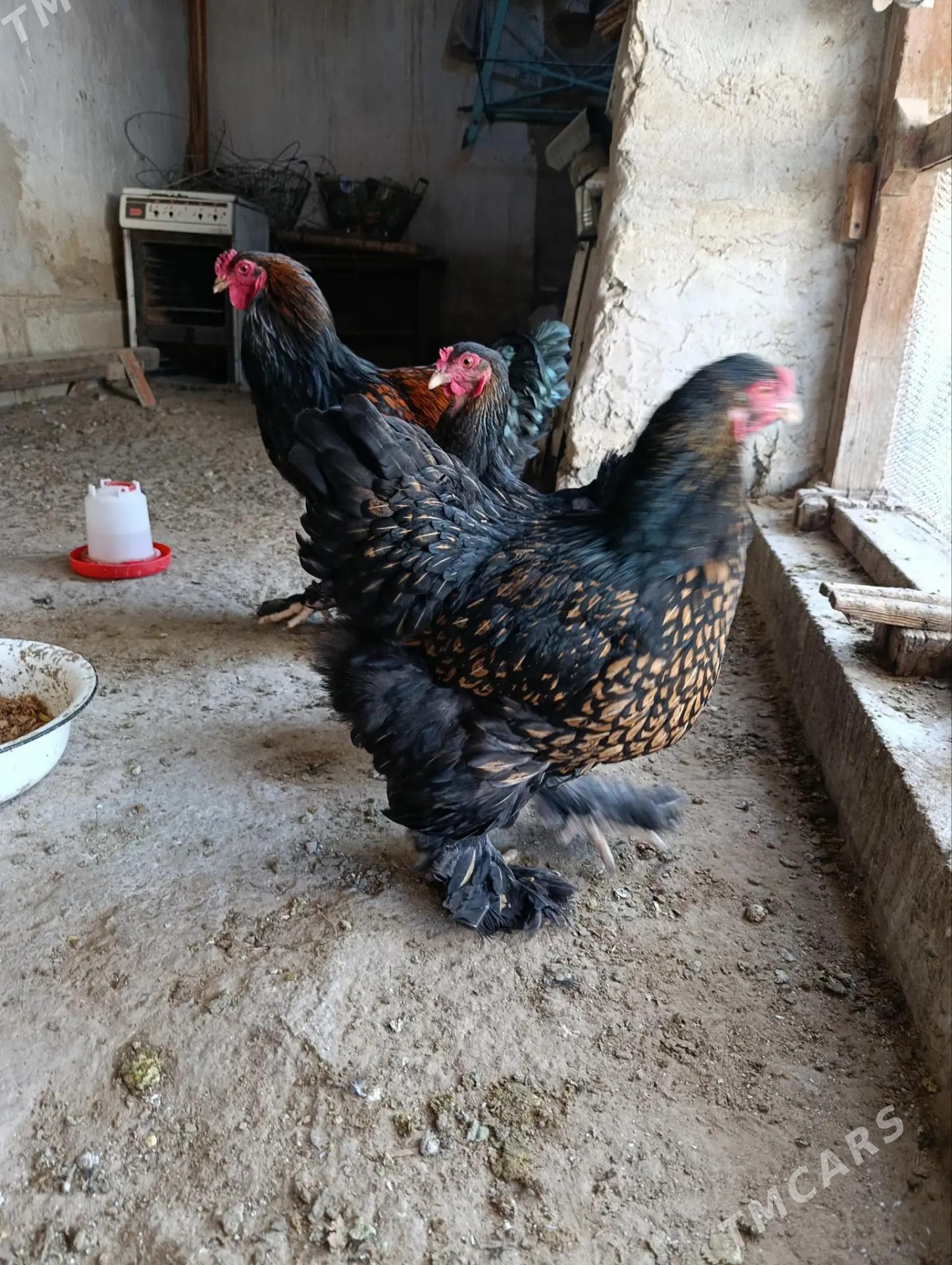 brama lases - Gyzylarbat - img 1