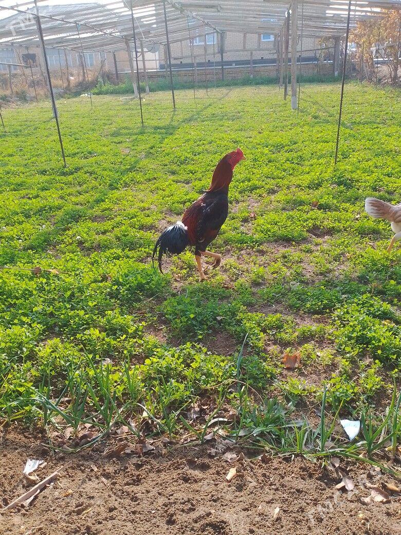 baysok - Murgap - img 1