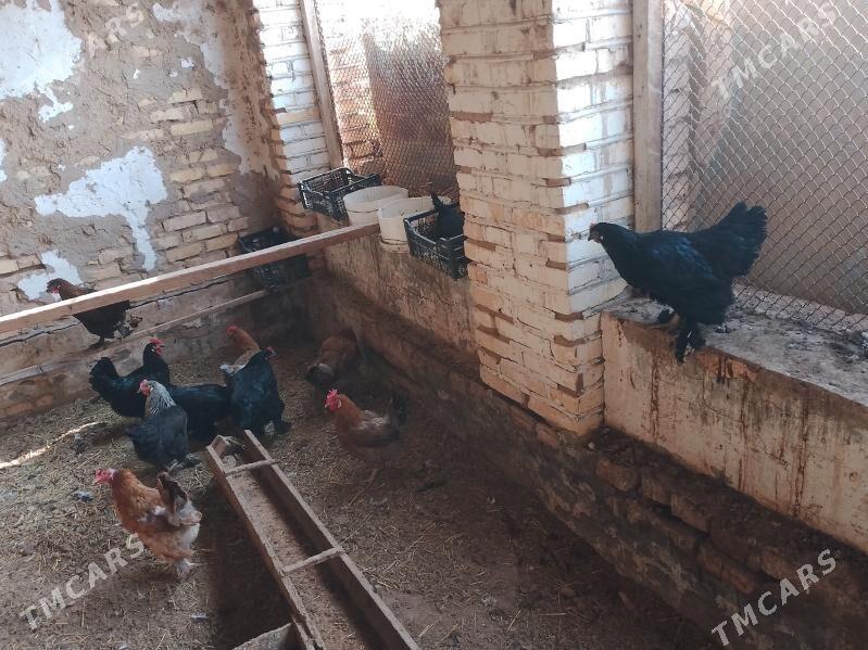 yumurtga - Murgap - img 1