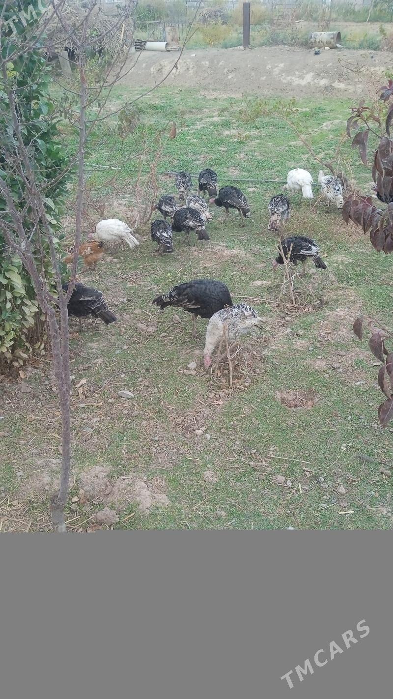 induk - Kaka - img 1