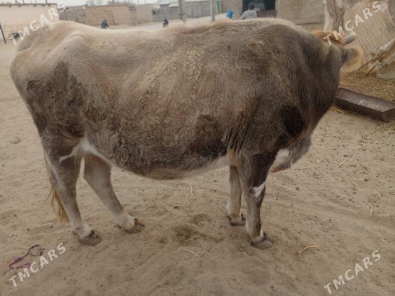 sygyr - Берекет - img 1