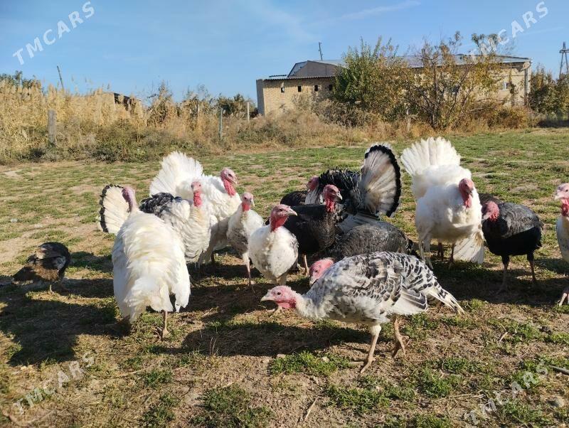 erkek induk - Çärjew - img 1