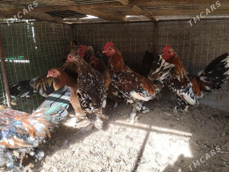 karlik yaponçik tovuk - Çärjew - img 1