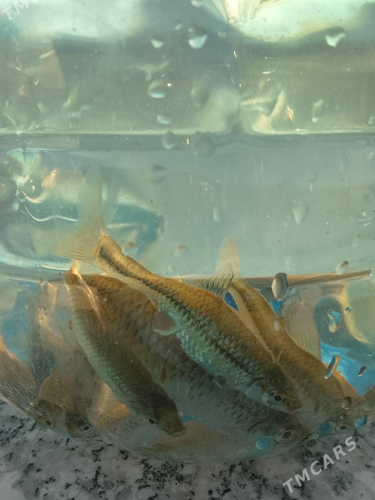 мальки - Aşgabat - img 1