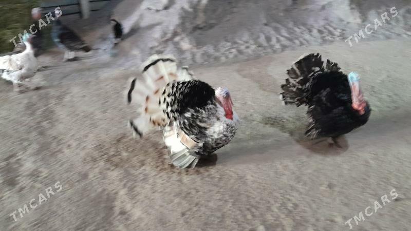 INDUK - Ашхабад - img 1