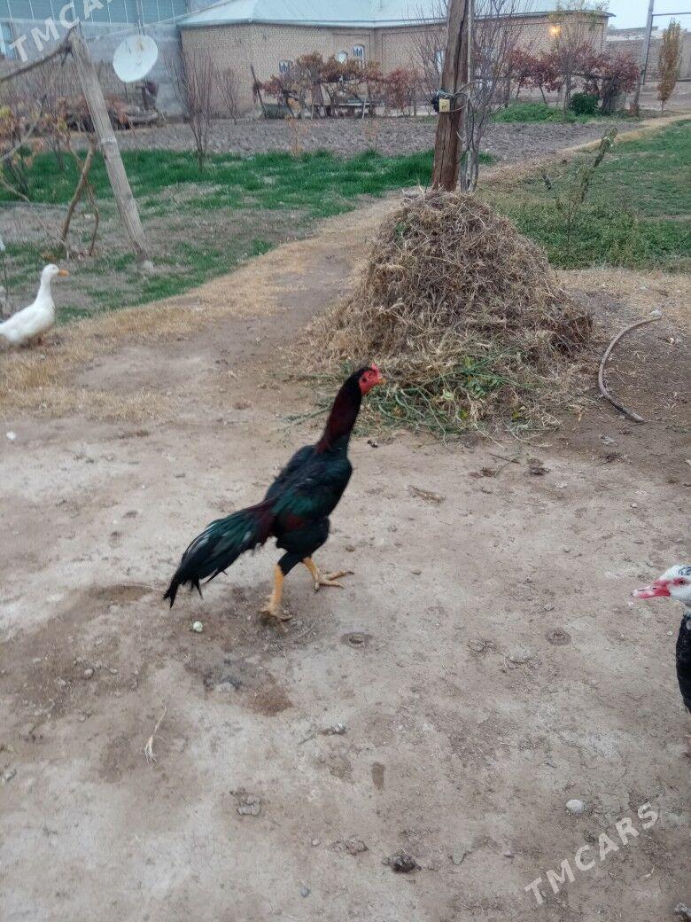 horaz - Мары - img 1