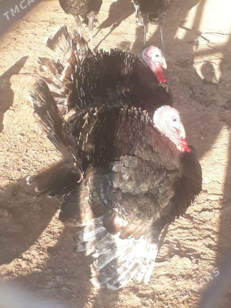 индук - Gyzylarbat - img 1