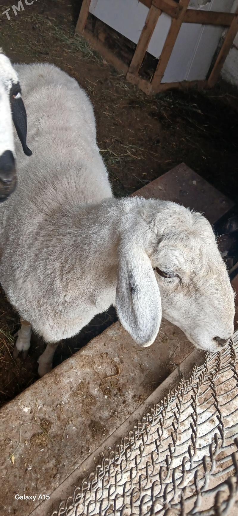 koyun - Туркменабат - img 1