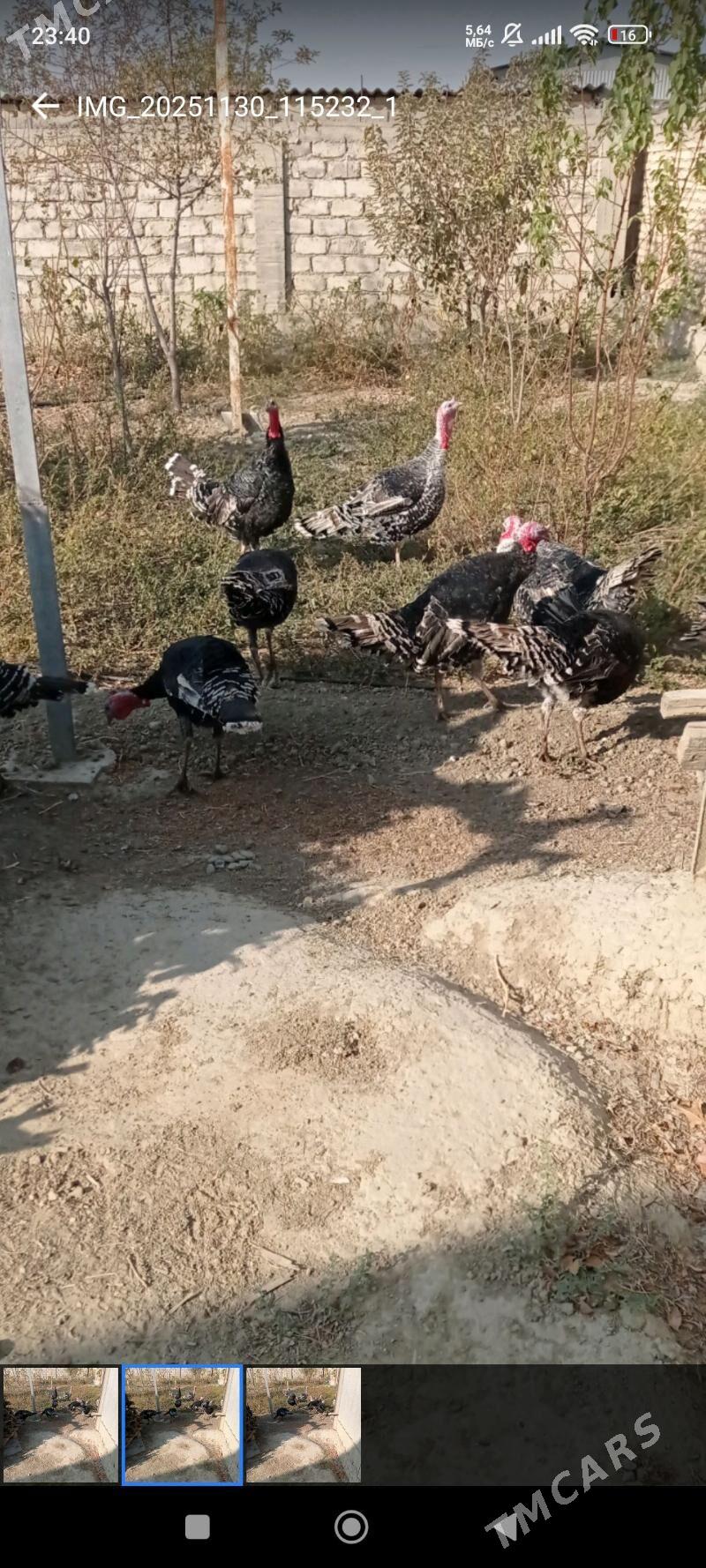 induklar - Гёкдепе - img 1