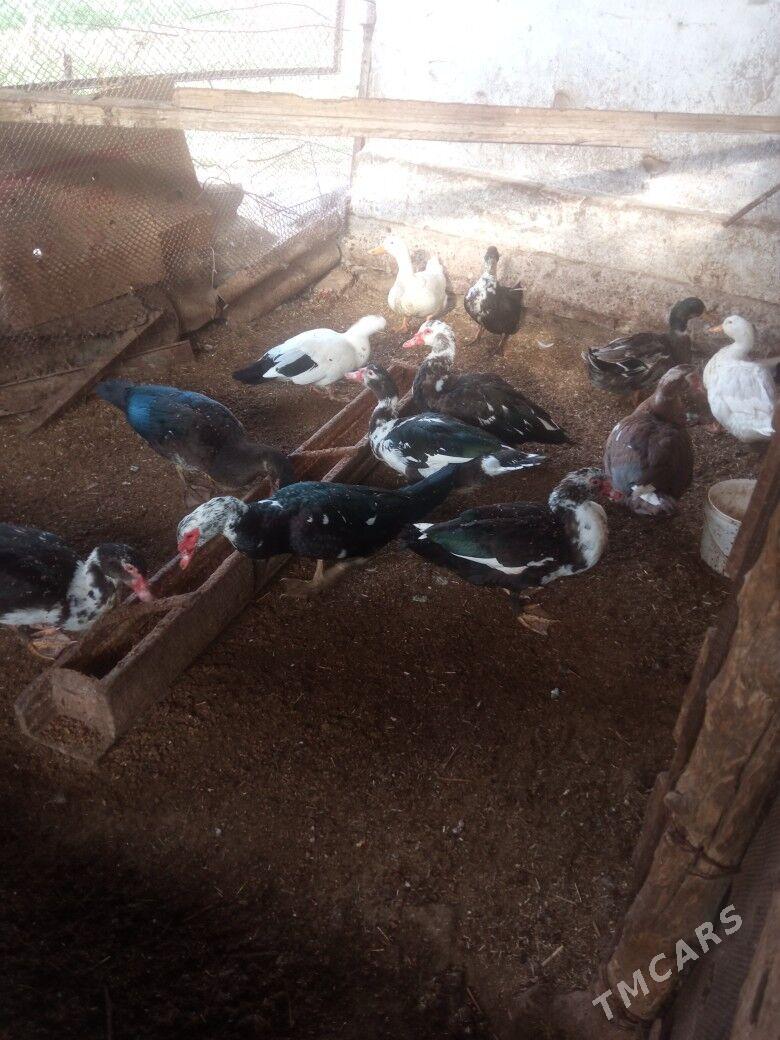 ördek - Mary - img 1