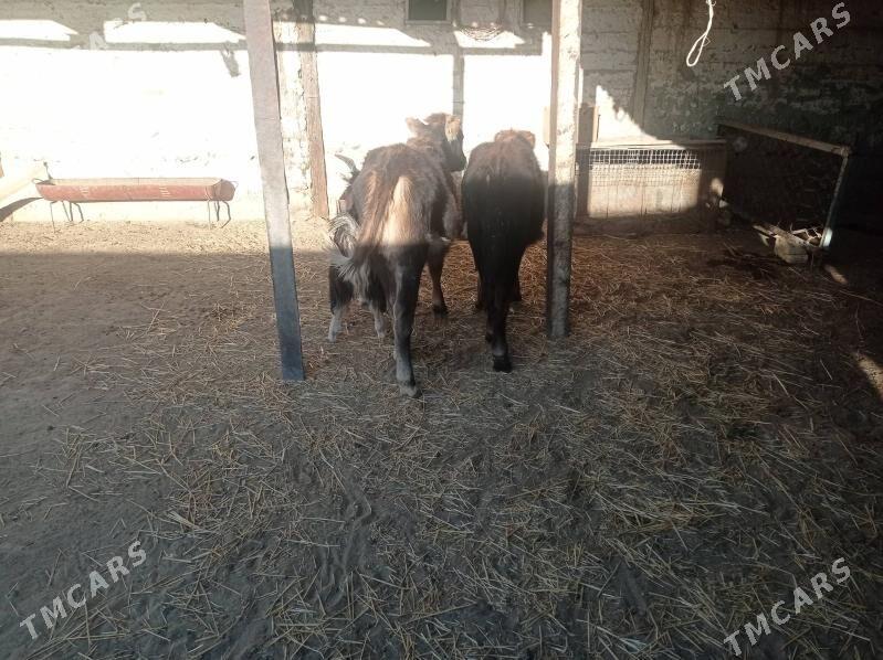 Göle - Берекет - img 1