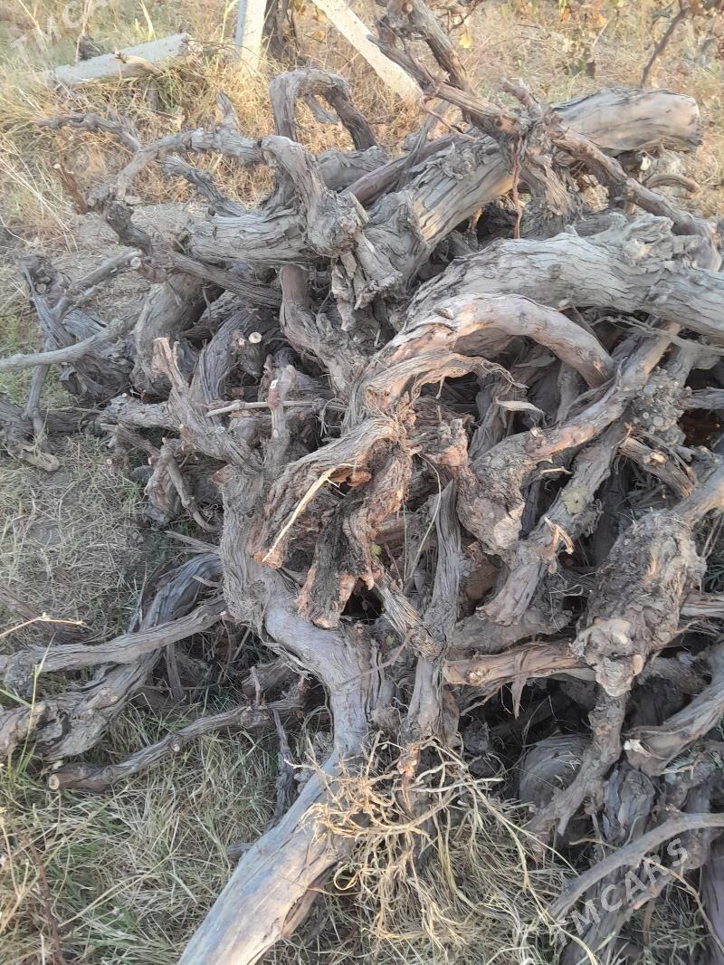 töññe - Gökdepe - img 1