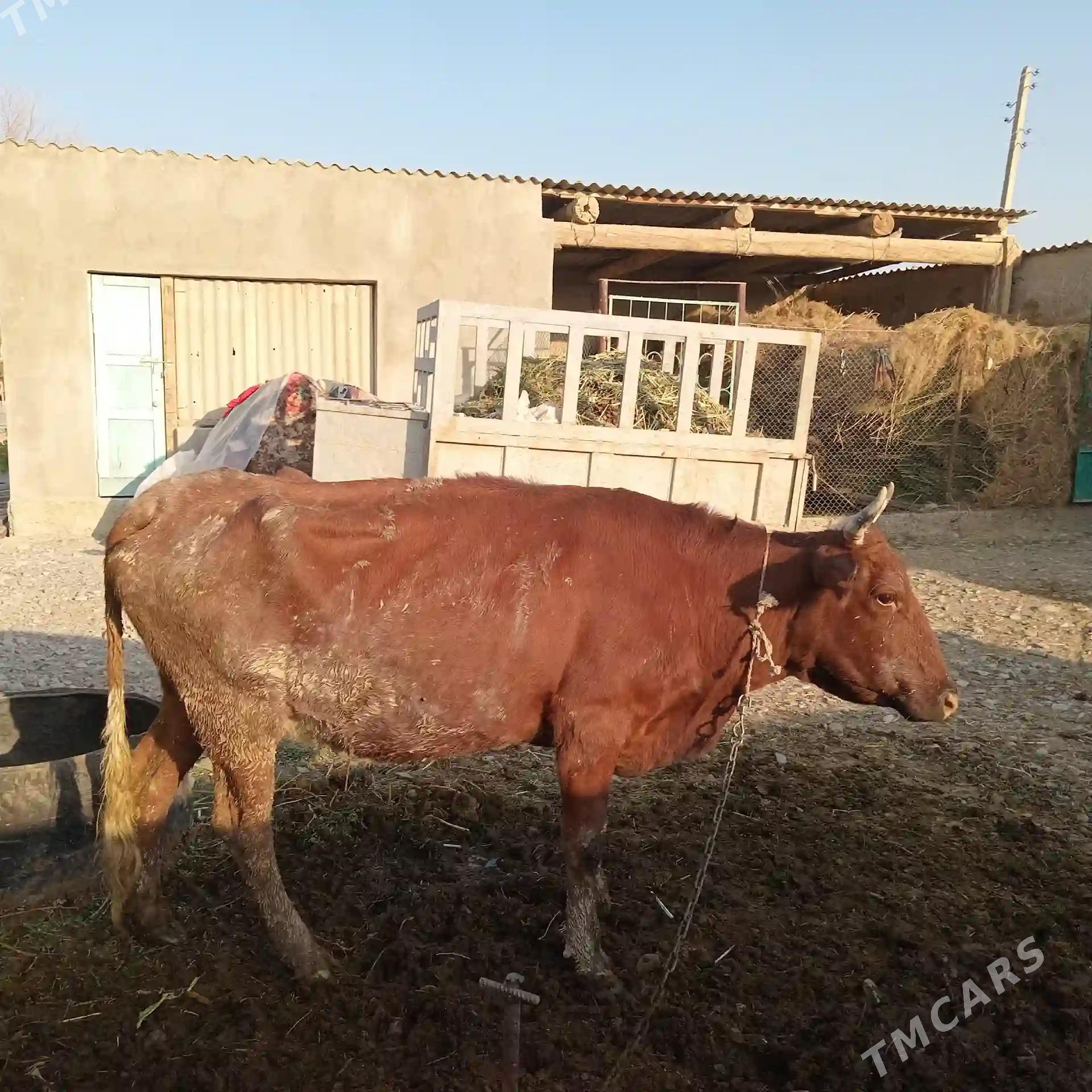 Göleli sygyr - Кака - img 1