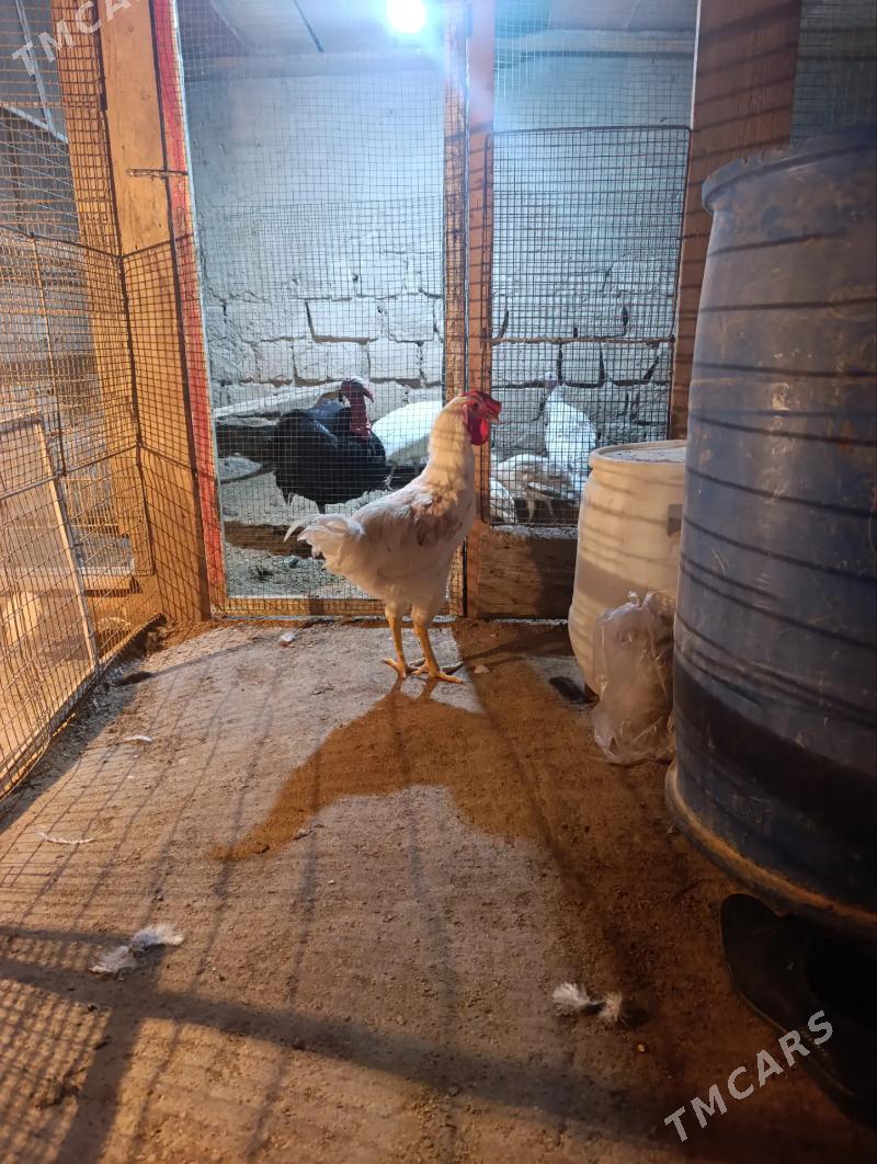 Armyyan horaz - Balkanabat - img 1