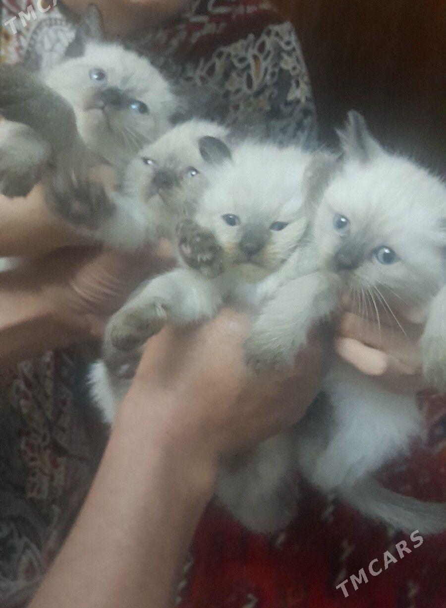 Сиямские котята - Aşgabat - img 1
