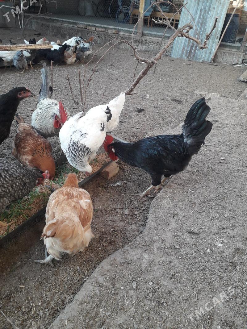 horaz - Türkmenabat - img 1