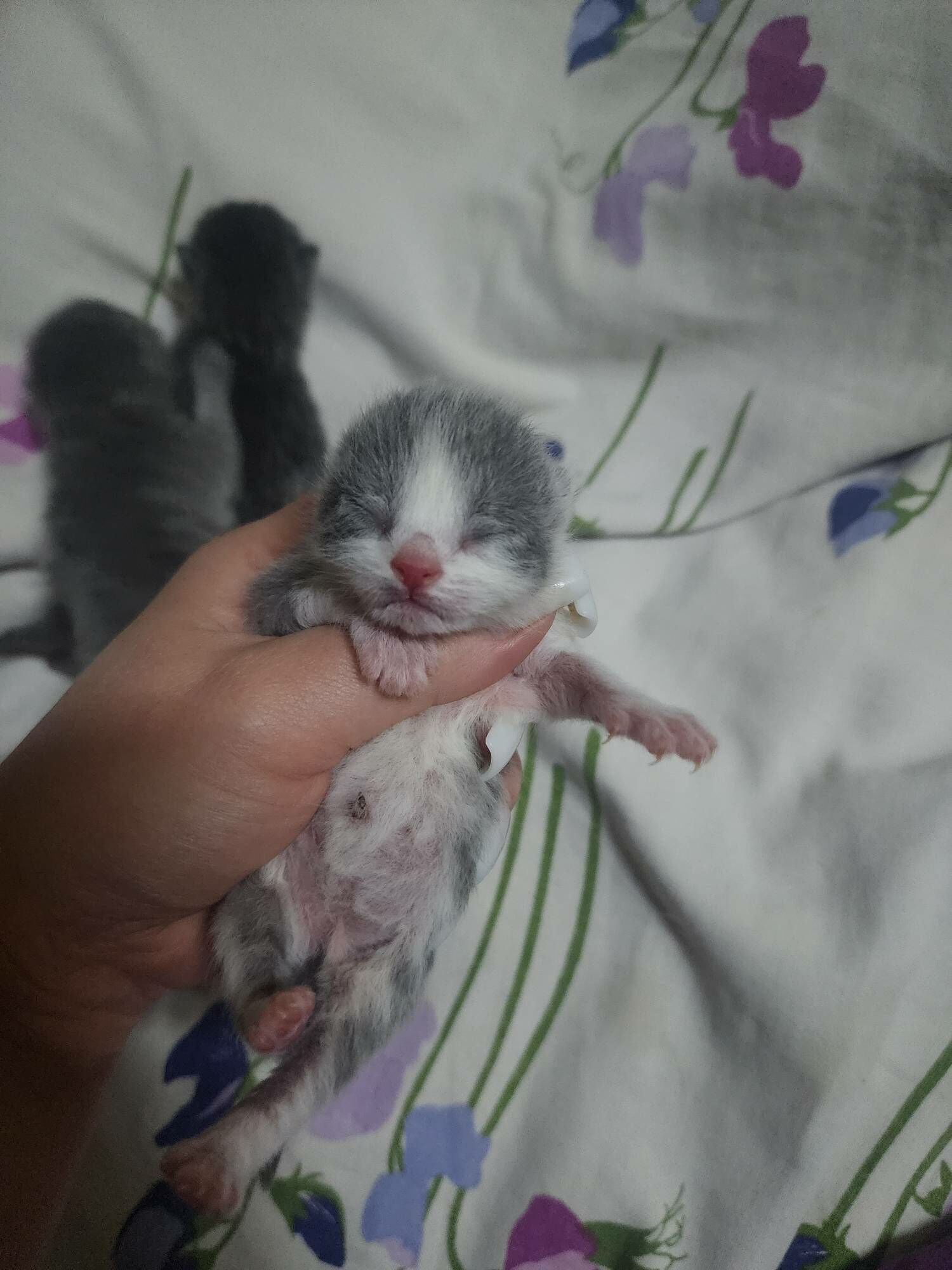 Шотландские котята - Ашхабад - img 1