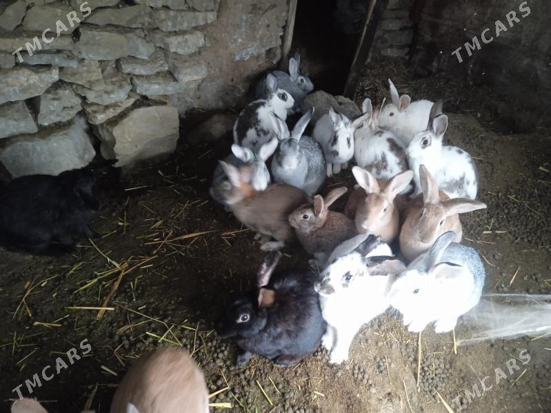 towşan - Bäherden - img 1