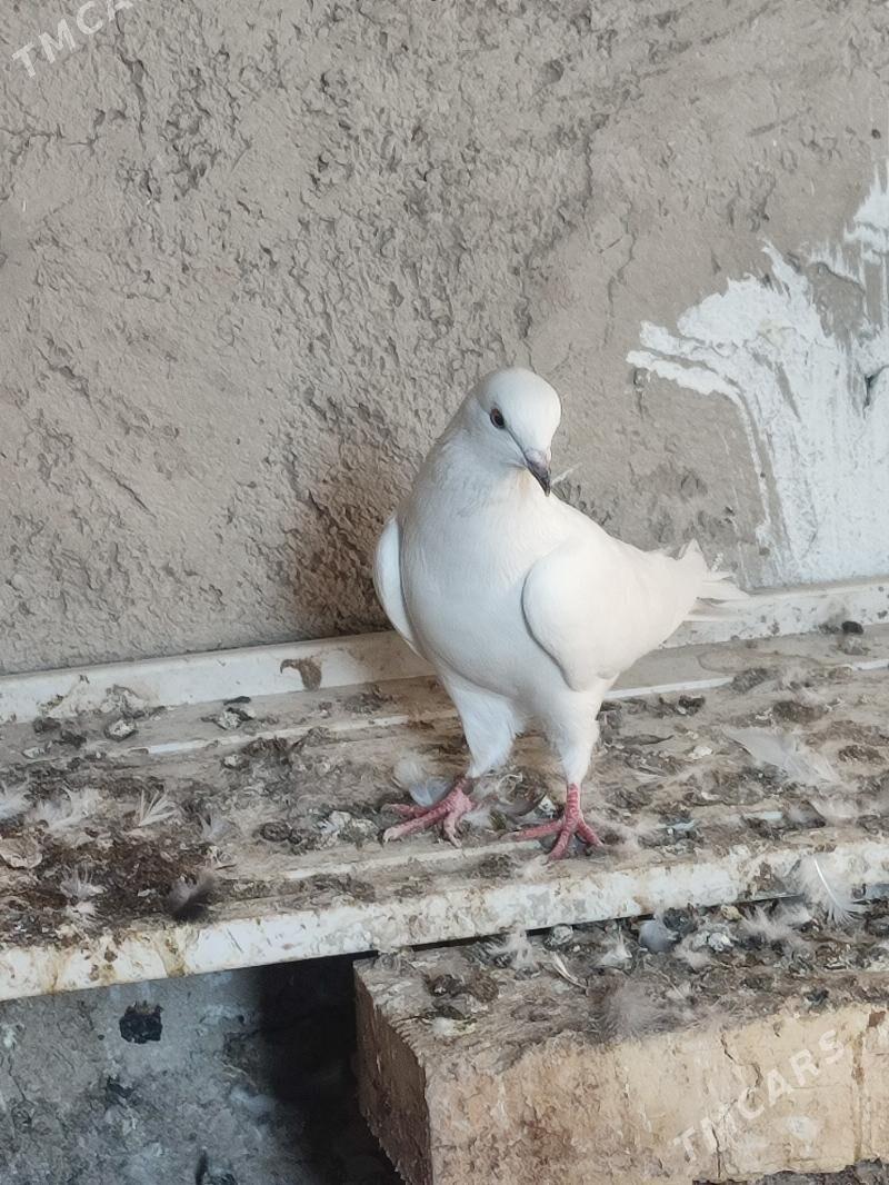 kepderi - Gyzylarbat - img 1