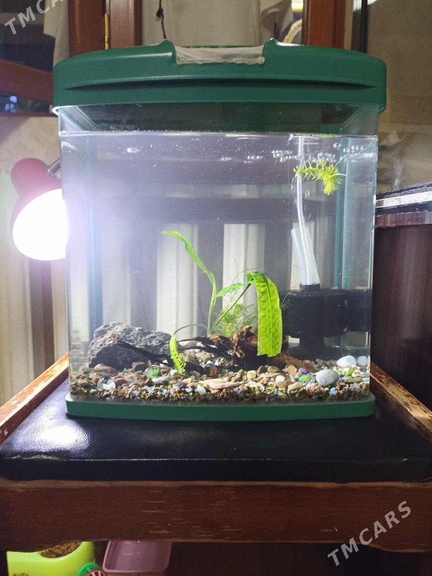 Аквариум заводсой20л комплект - Parahat 3 - img 1