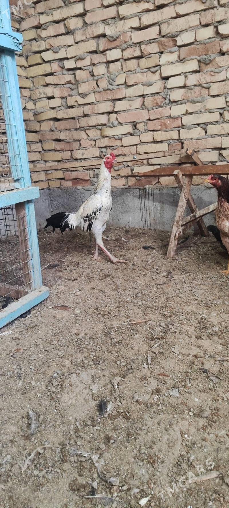 horaz baysy - Türkmenabat - img 1