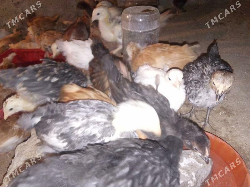 jüýje - Бабадайхан - img 1